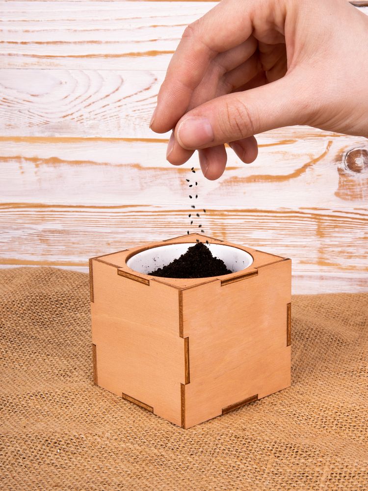 Набор для выращивания «Экокуб Lite», сирень - фото 11