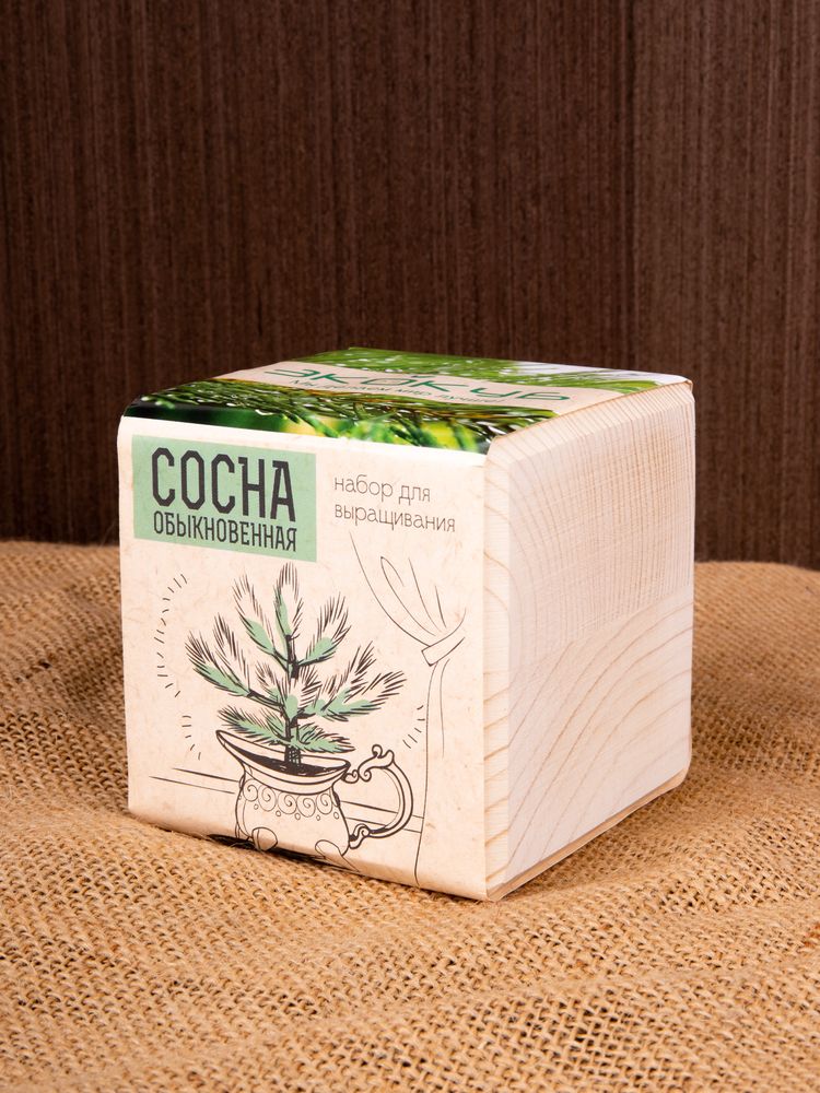 Набор для выращивания «Экокуб», сосна - фото 4