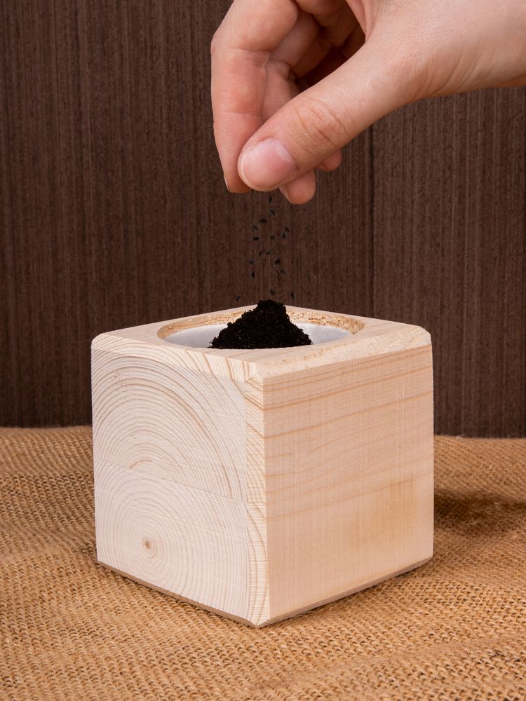 Набор для выращивания «Экокуб», сосна - фото 7