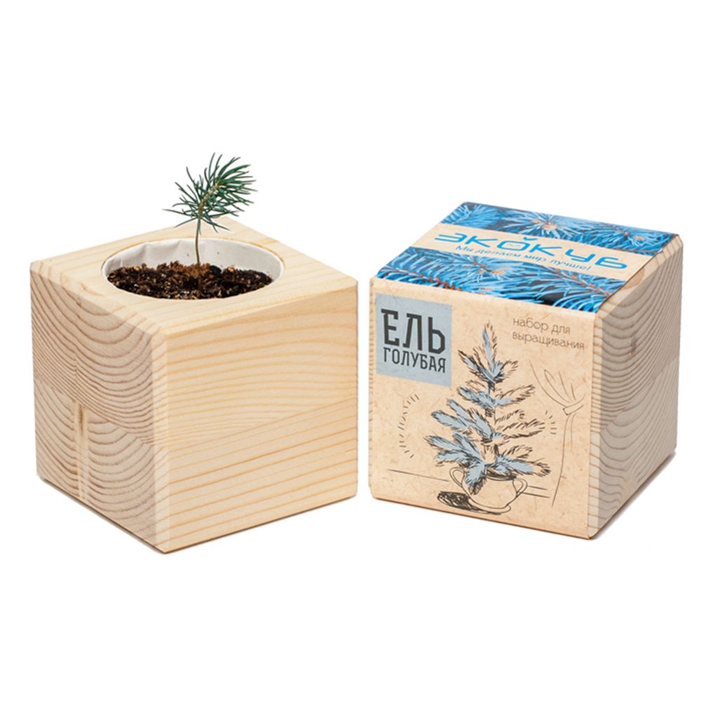 Набор для выращивания «Экокуб», ель - фото 3