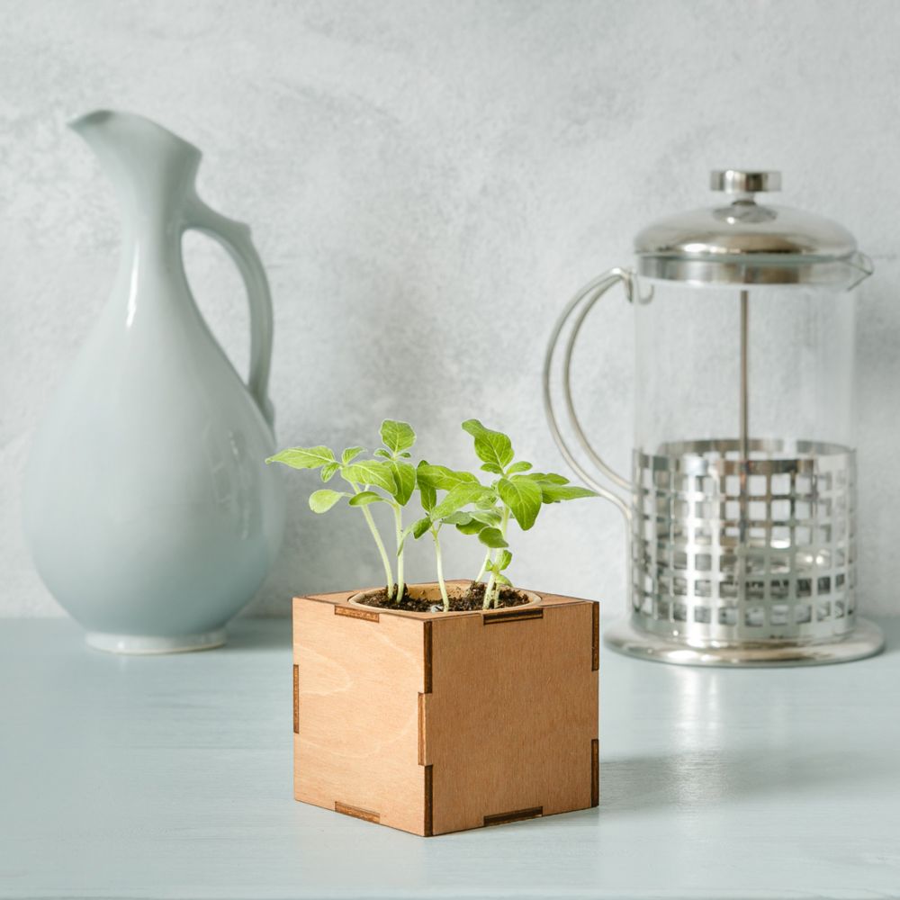 Набор для выращивания «Экокуб Lite», ель голубая - фото 4