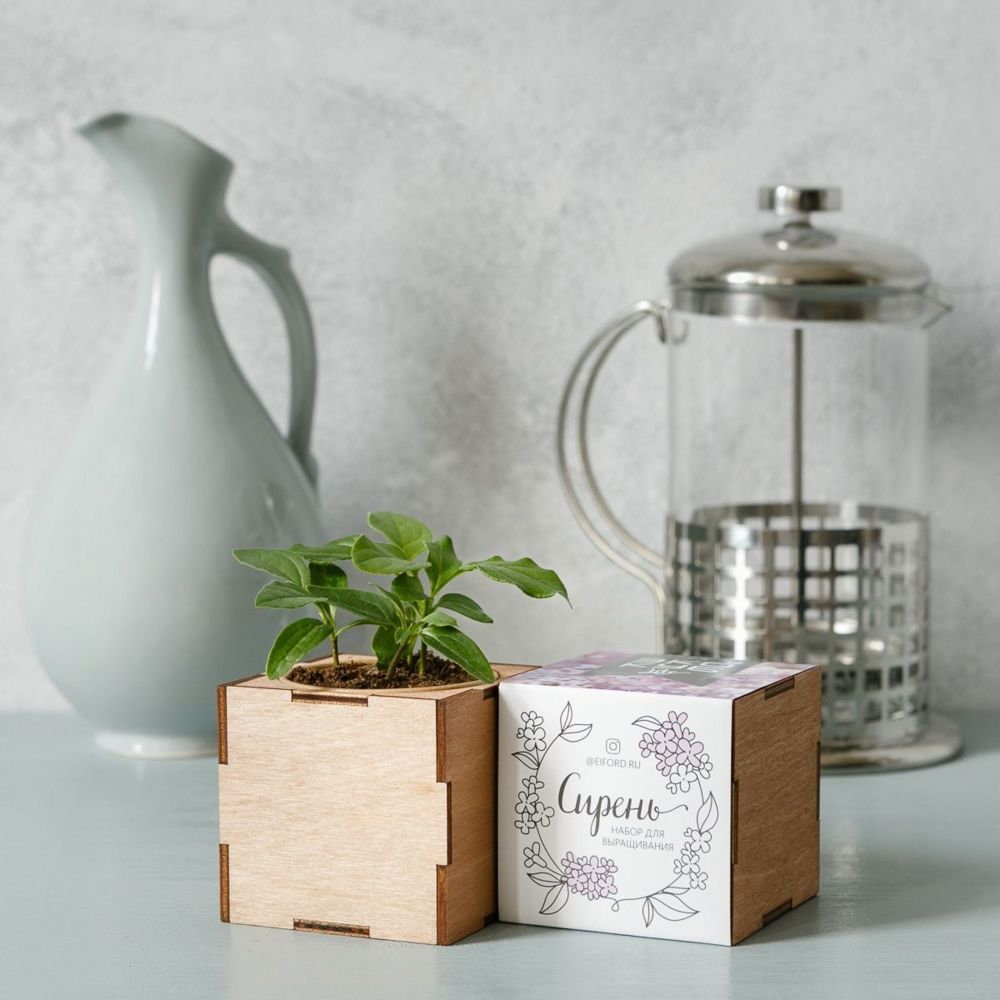 Набор для выращивания «Экокуб Lite», сирень - фото 2