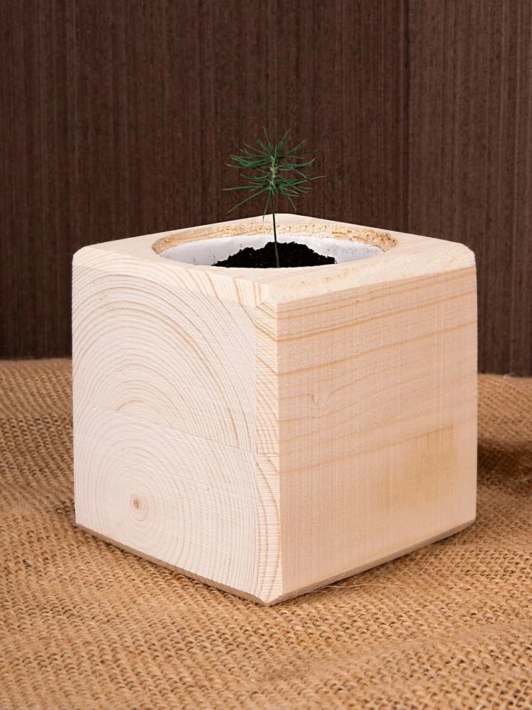 Набор для выращивания Экокуб ель голубая - фото 7