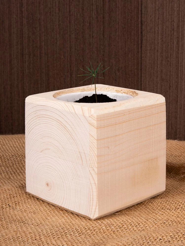 Набор для выращивания Экокуб сосна - фото 8